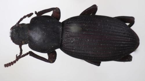 Nycterinus sp.